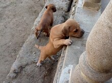 Pitbul balaları