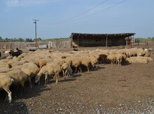Obyekt, Saatlı r.