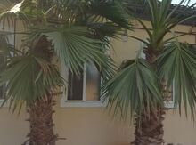 Palma ağacları