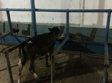 Inək balası