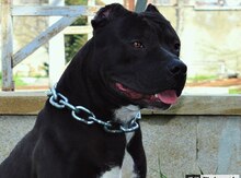 Cütləşdirmək üçün pitbul