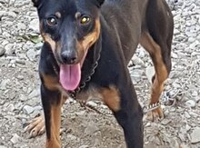 Doberman