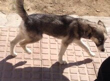 Haski