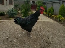 Quşlar