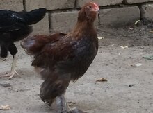 Brama toyuqları