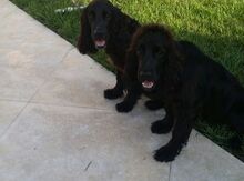 Koker spaniel