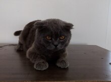 Şotland pişiyi