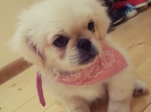 Pekines