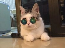 Eynək pişiklər üçün