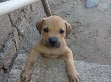 Pitbul