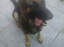 Alman ovçarkası