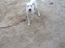 Pitbul
