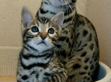 Бенгальские котята