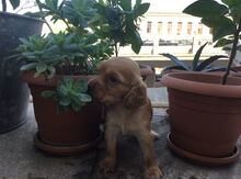 Koker spaniel balaları