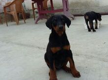 Doberman balaları