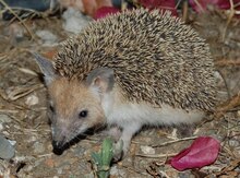 Kirpi
