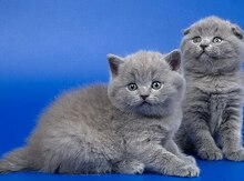 Шотландский кот