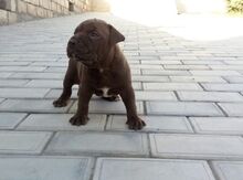Pitbul
