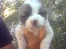 Alabay iti