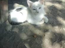 Pişik