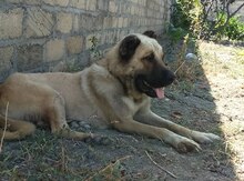 Çoban iti