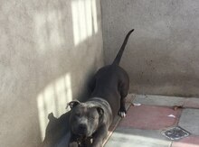Pitbul