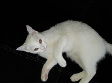 Котенок для скрешивания