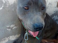 Pitbul (Cütləşdirmək üçün)