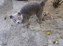 Şotland pişiyi