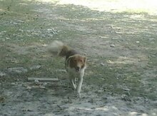Çoban iti