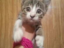 Котенок в добрые руки