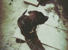 Rotfeler