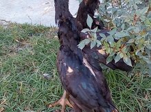 Heyratı