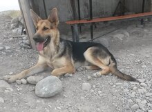 Alman ovçarkası