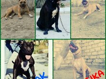 Pitbul balaları