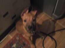 Pitbul