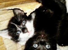 Отдам котят в добрые руки