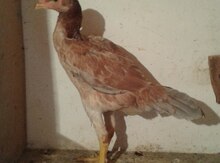 Heyratı