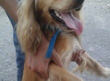 Koker spaniel