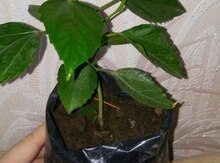 Гибискус