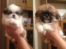 Pekines balaları