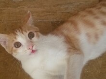 Кошка в добрые руки