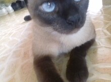 Кошка в добрые руки