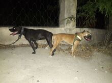 Pitbul balasi