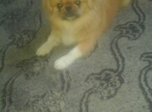 Pekines