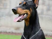 Doberman