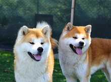 Akita İnu