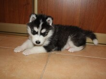 Haski
