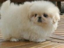 Pekines