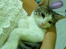 Котенок в добрые руки